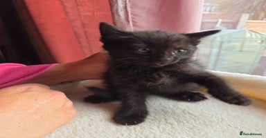 Mixed Breed cats - Advert 14