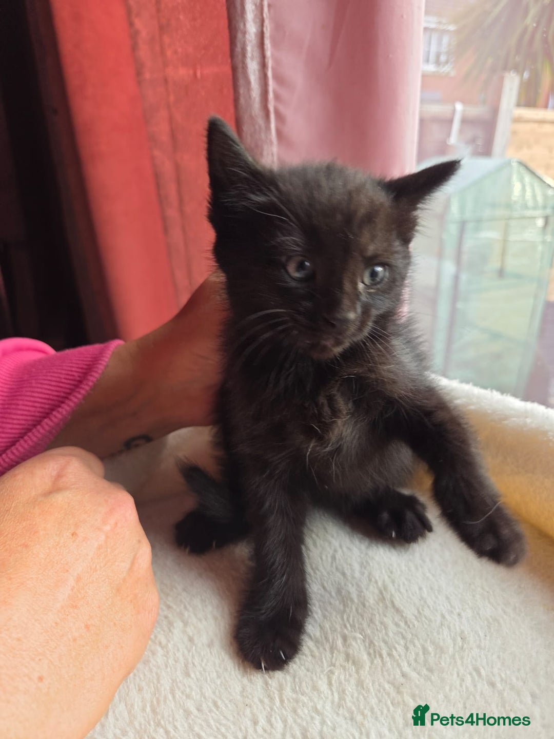 Mixed Breed cats for sale: Tabby mixed stunning litter - Image 2