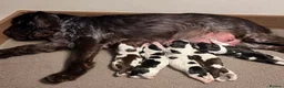 Cocker Spaniel dogs for sale: KC reg Show Type Cocker Spaniel pups DNA tested - Advert 5