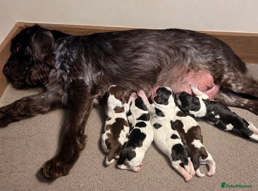 Cocker Spaniel dogs for sale: KC reg Show Type Cocker Spaniel pups DNA tested - Advert 5