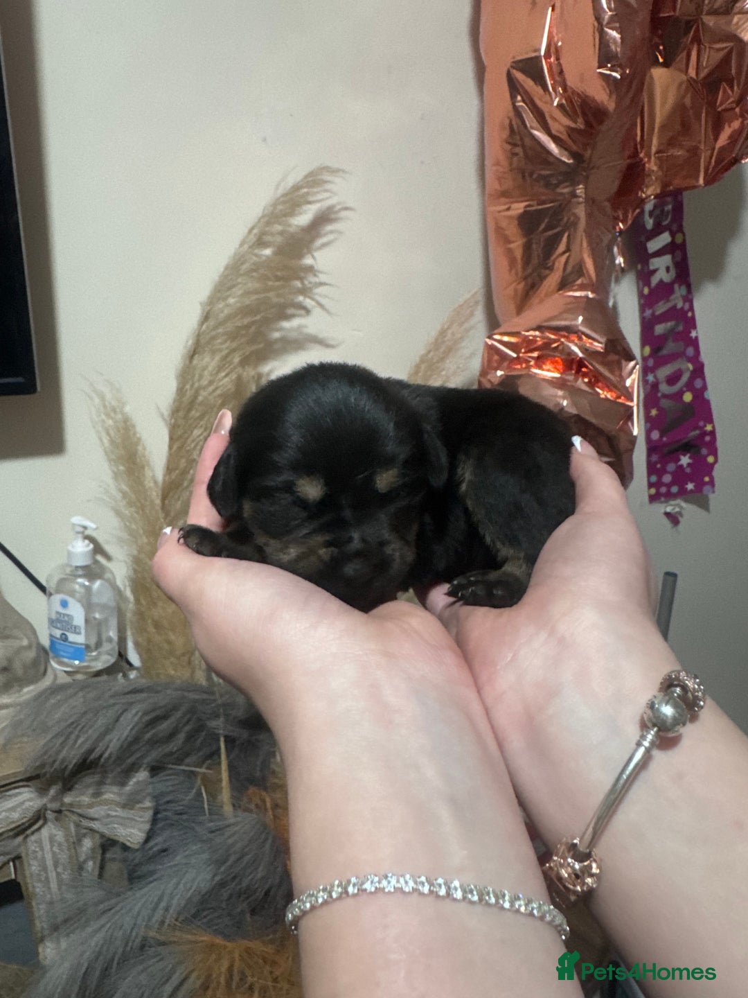 Mixed Breed dogs for sale: Rottweiler cross puppies - Advert 6