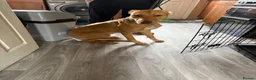 Lurcher dogs for sale: Lurcher male for sale  in Cumnock - Advert 2