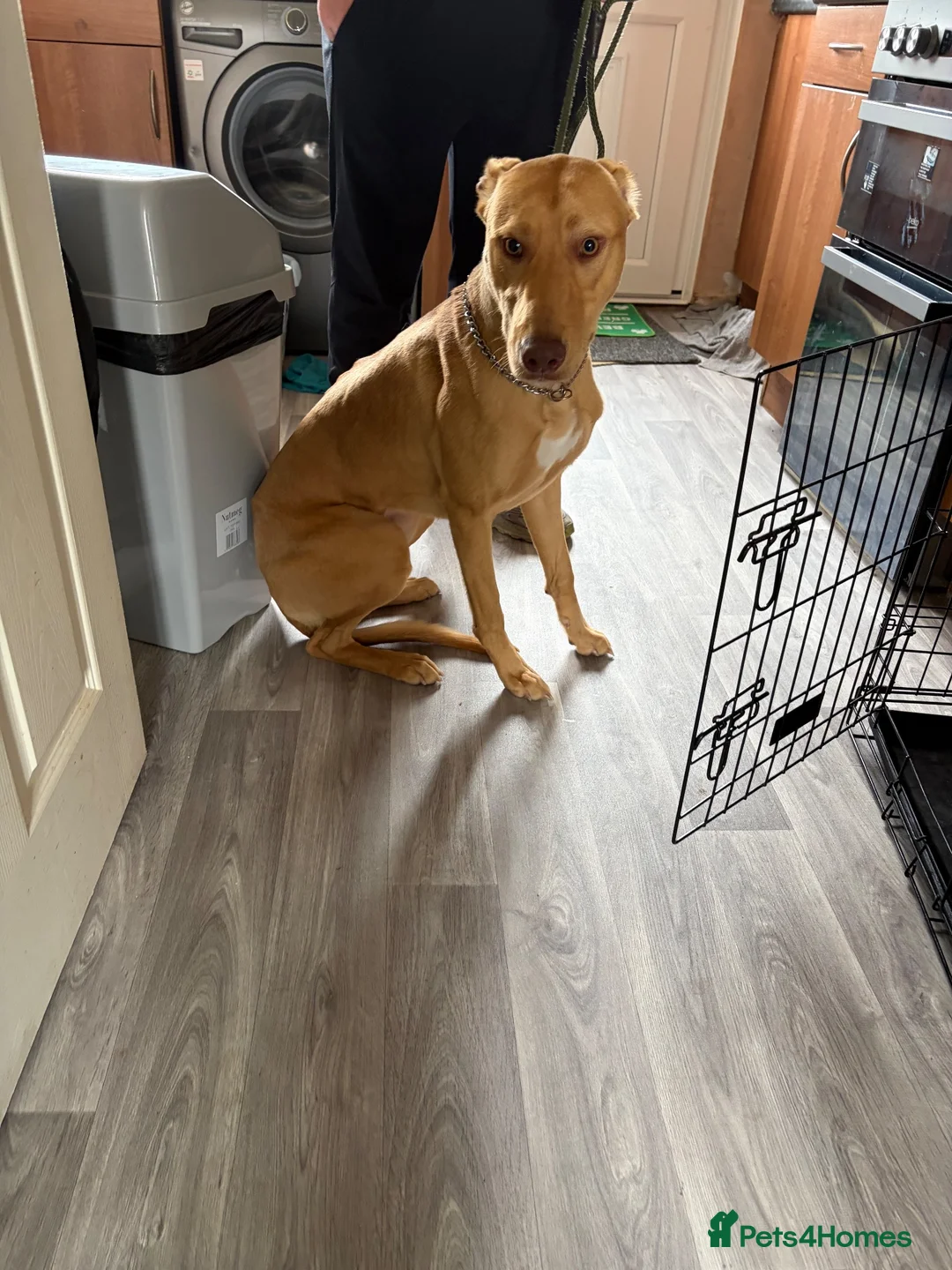 Lurcher dogs for sale: Lurcher male for sale  in Cumnock - Advert 2