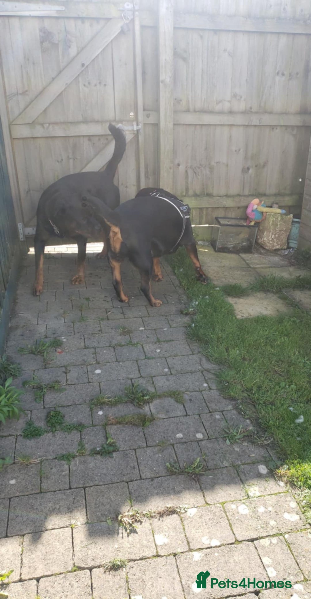 Rottweiler dogs for sale: Rottwailer - Advert 3