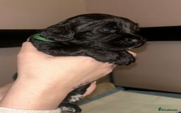 Cockapoo dogs for sale: Cockapoo puppies ready to reserve. - Advert 2