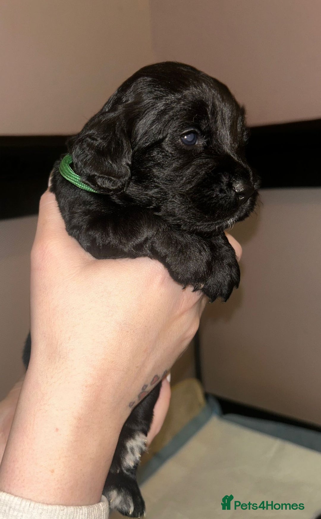 Cockapoo dogs for sale: Cockapoo puppies ready to reserve. - Advert 2