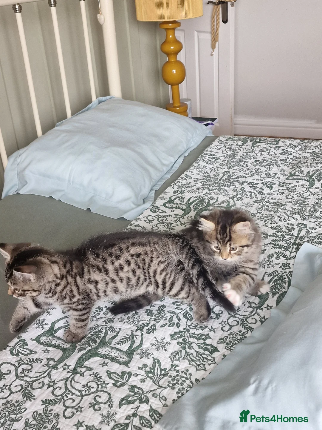 Mixed Breed cats for sale: Domestic kittens long haired/short - Advert 1