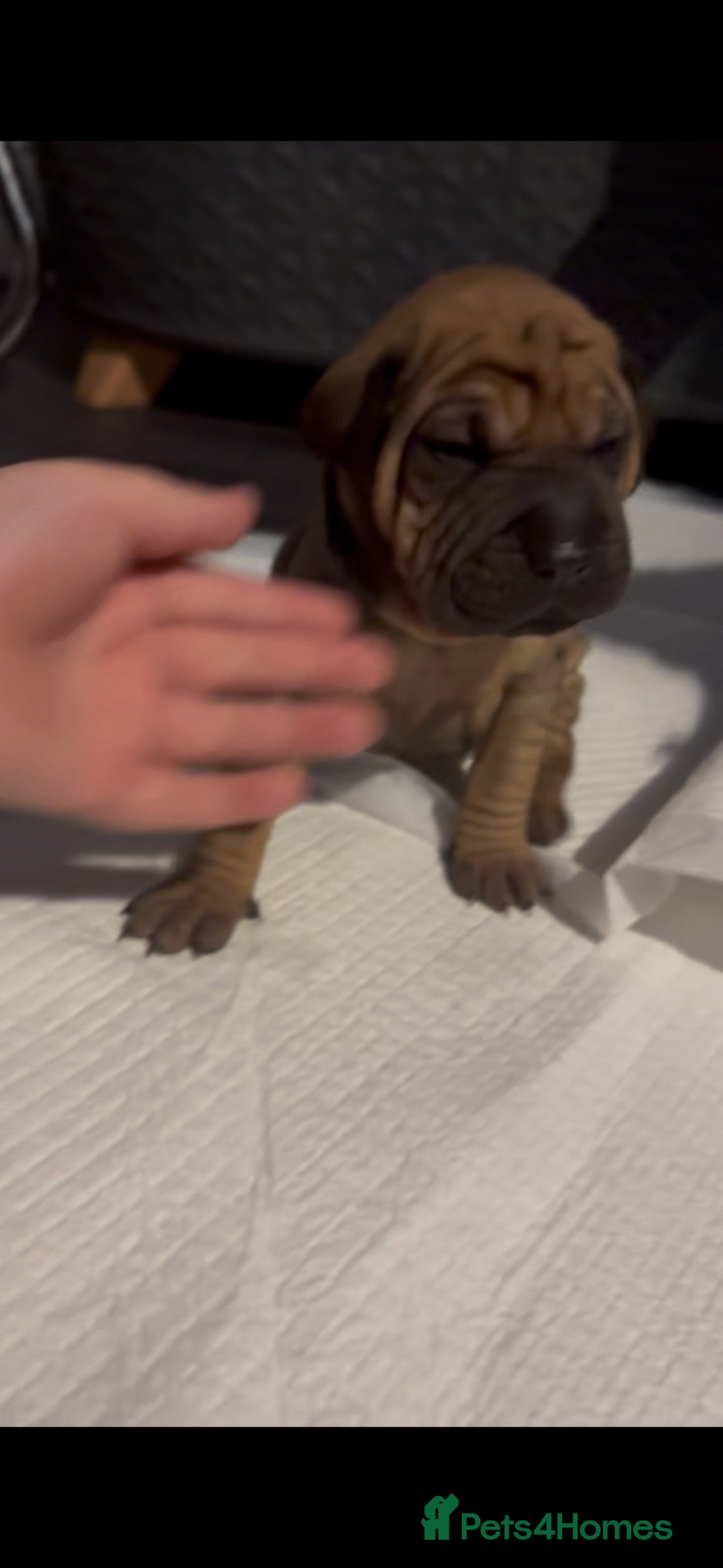 Mixed Breed dogs Cocker Spaniel x Shar Pei x Staff - Advert 3