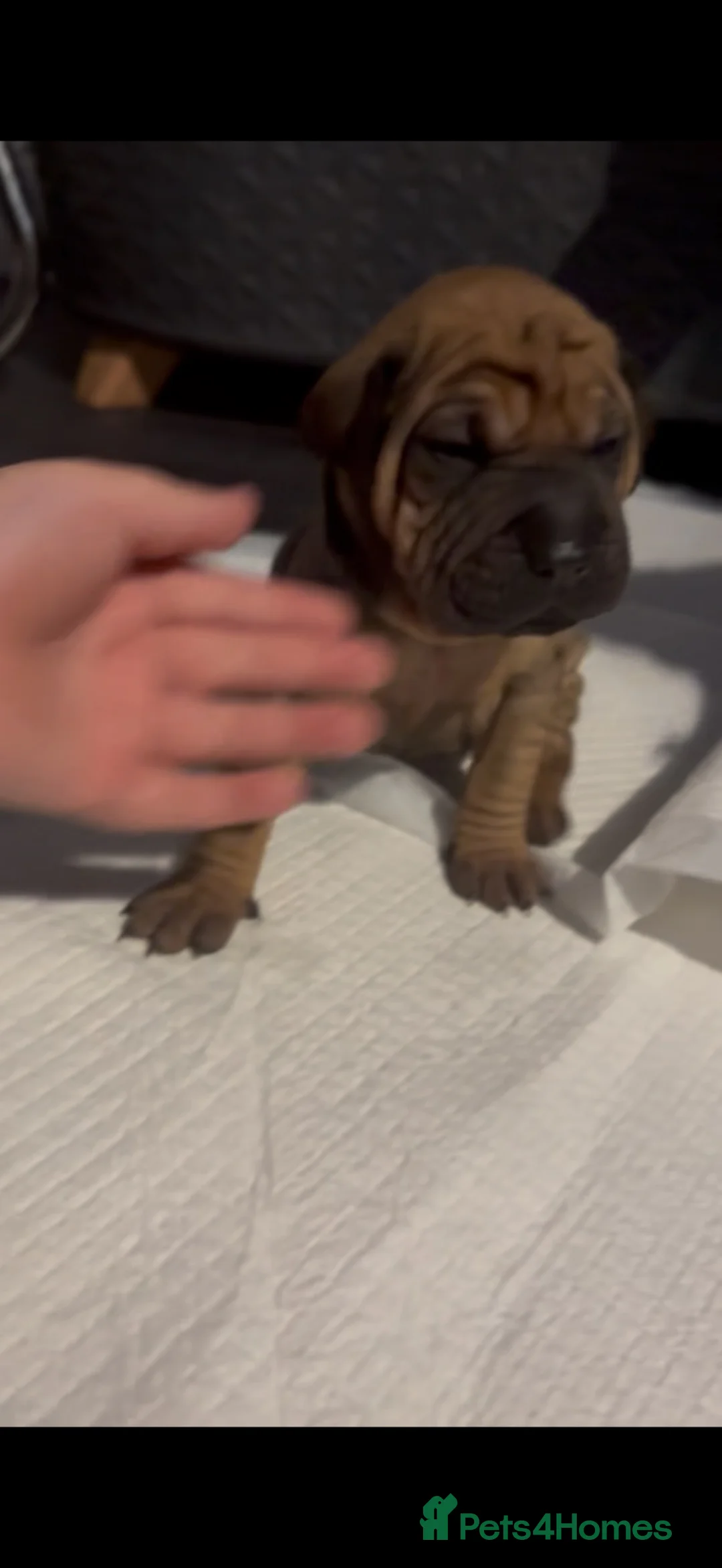 Mixed Breed dogs for sale: Cocker Spaniel x Shar Pei x Staff - Advert 1