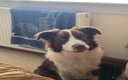 Border Collie dogs for sale: Beautiful 1 year old male border collie - Image 5