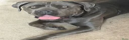 Cane Corso dogs for sale: Rehomeing cancorso urgent need rehoming 500£ - Advert 6