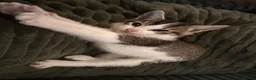 Mixed Breed cats for sale: Beautiful kittens ready for new loving homes  - Advert 7