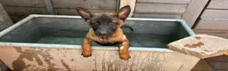 Belgian Shepherd Dog dogs for sale: Lovely well natured girl  - Advert 3