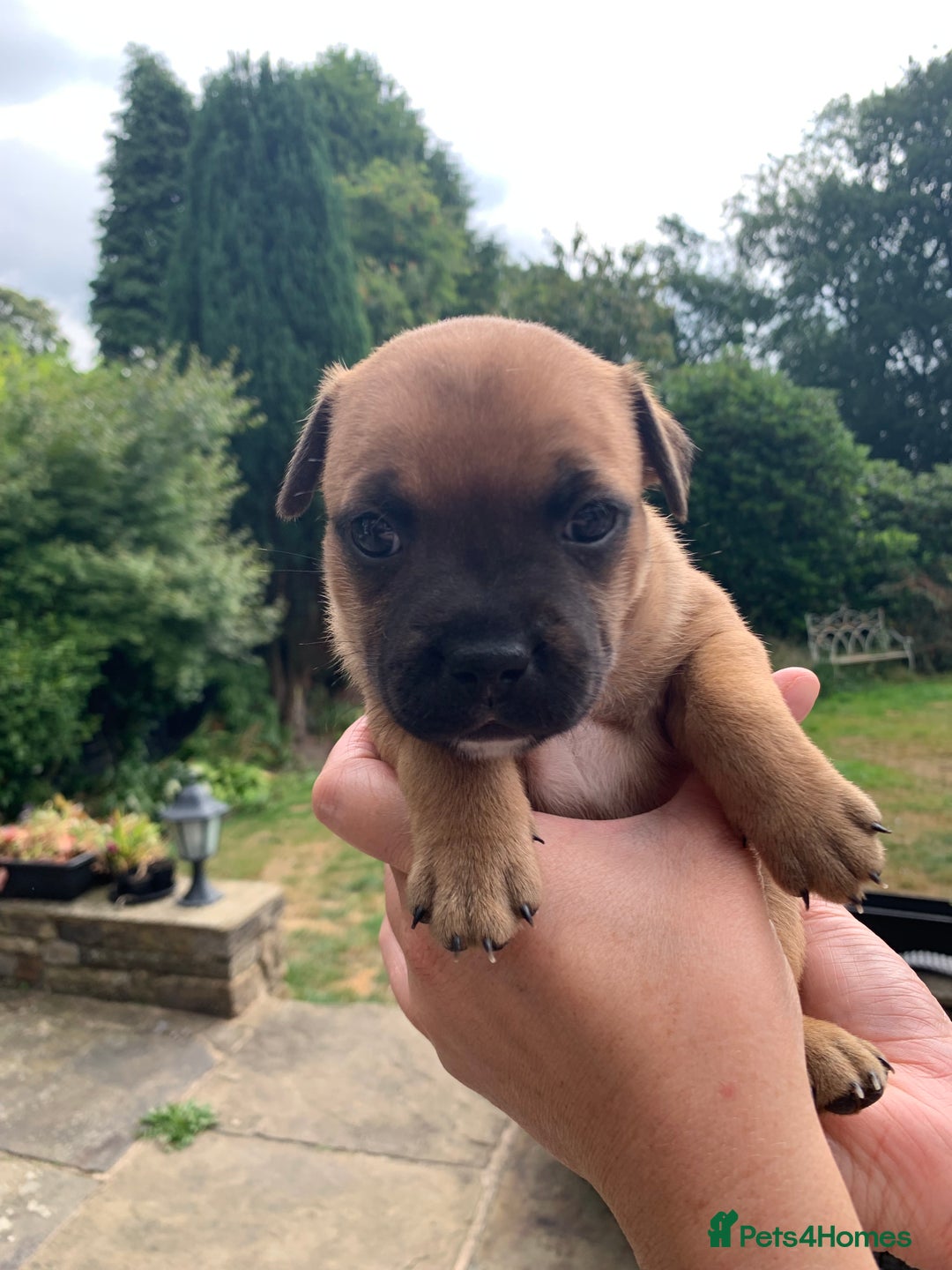 Staffordshire Bull Terrier dogs for sale: Stunning Red Staffy puppies KC top bloodlines - Image 11