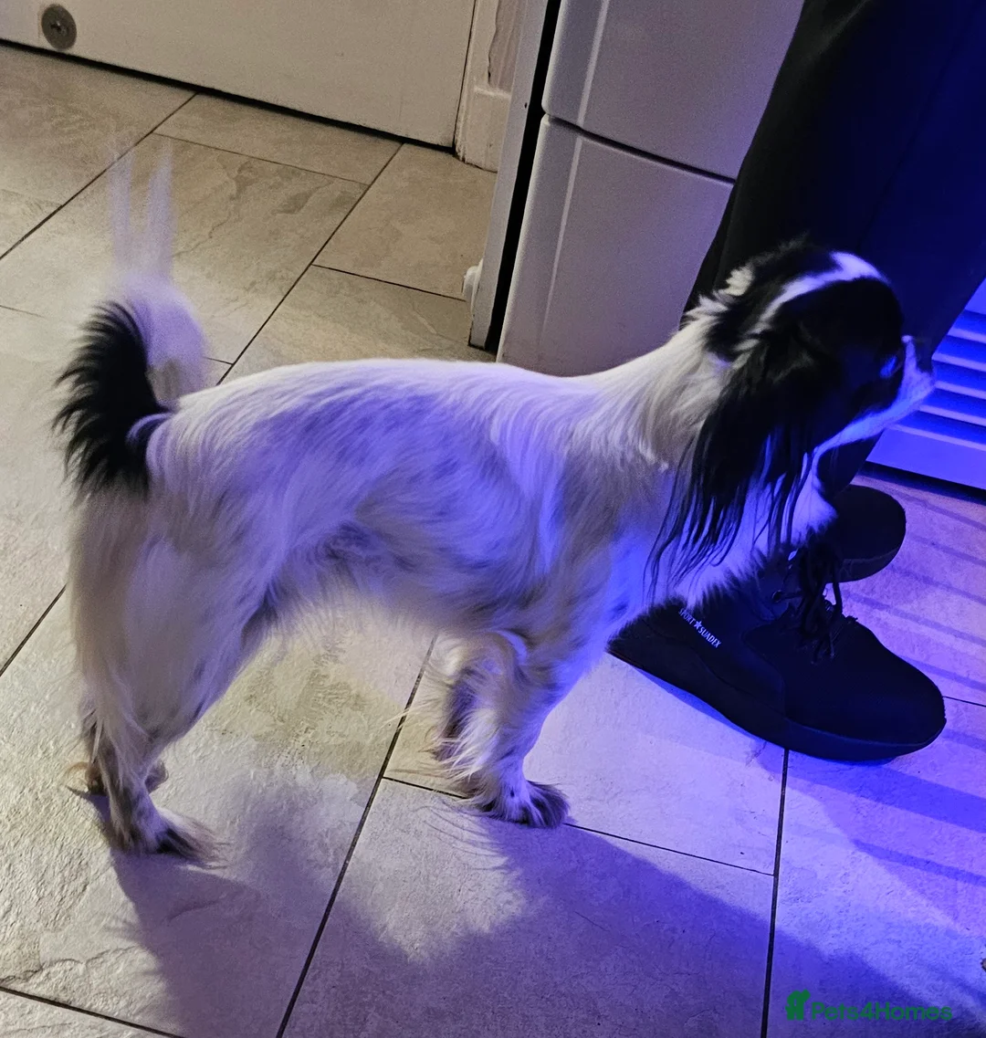 Mixed Breed dogs for sale: Papillon x Chihuahu ADULT Female  - Advert 6