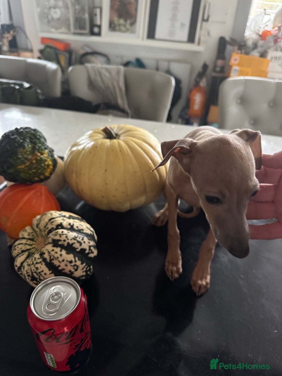 Italian Greyhound dogs for sale: Cream and fawn collection of autumn beauties  - Advert 15