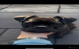 Mixed Breed dogs for sale: 6m staffy/frenchie/pug mix for sale due to cancer - Advert 10