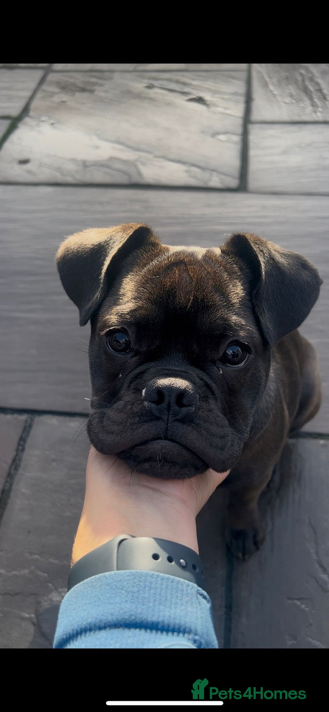 Mixed Breed dogs for sale: 6m staffy/frenchie/pug mix for sale due to cancer - Advert 10