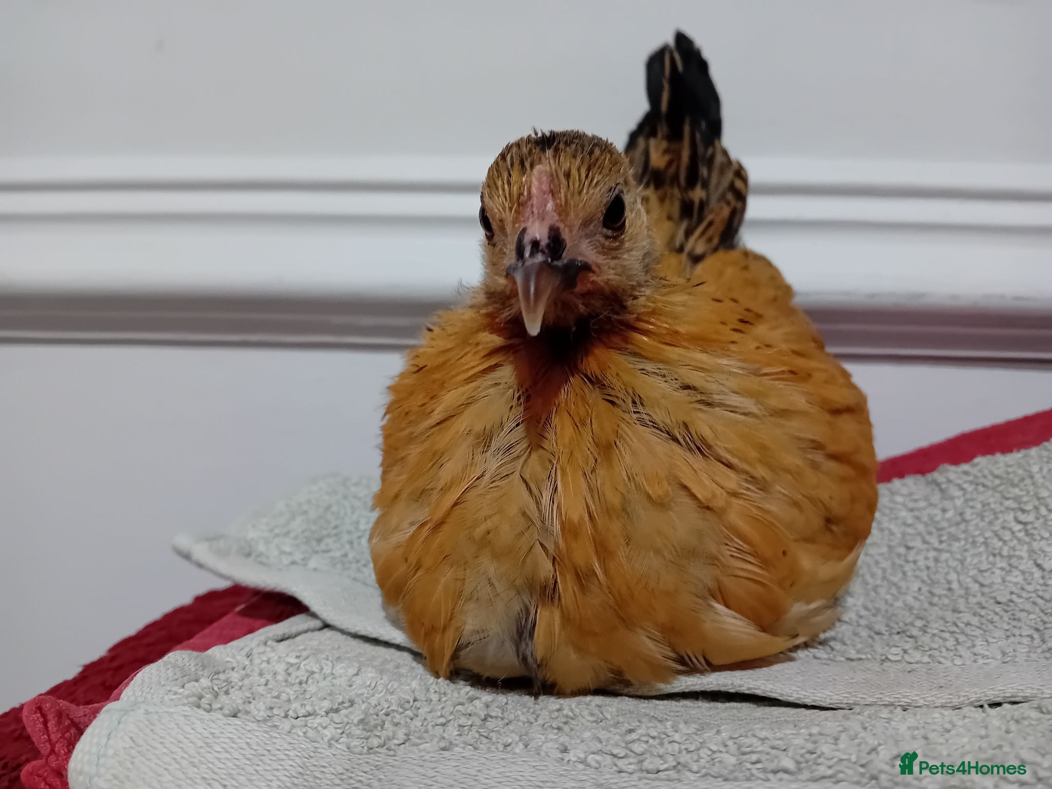 Chickens poultry Indoor Therapy Serama Hen -  Highly Tame - Advert 7