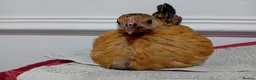 Chickens poultry for sale: Indoor Therapy Serama Hen -  Highly Tame - Advert 2