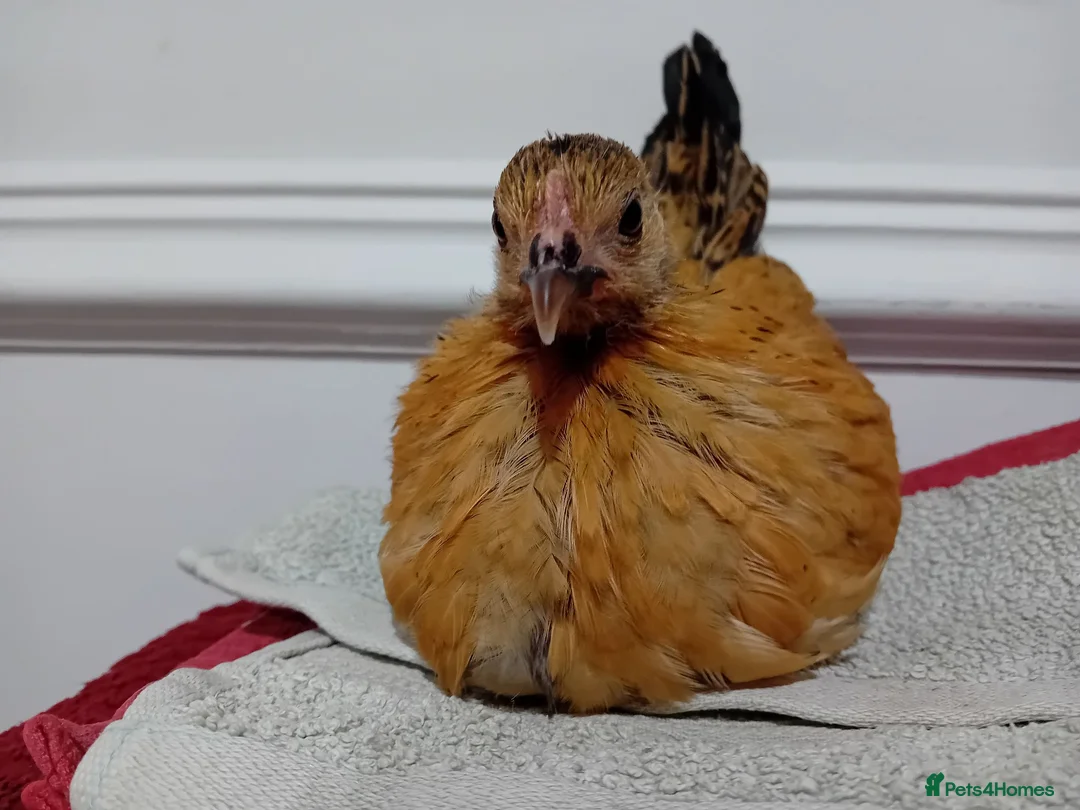 Chickens poultry for sale: Indoor Therapy Serama Hen -  Highly Tame - Advert 2