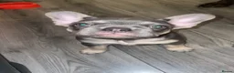 French Bulldog dogs for sale: Lilac Tan French Bulldogs  - Advert 3