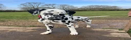 Dalmatian dogs for sale: Boss 4yr old dalmation in Waterlooville - Advert 18