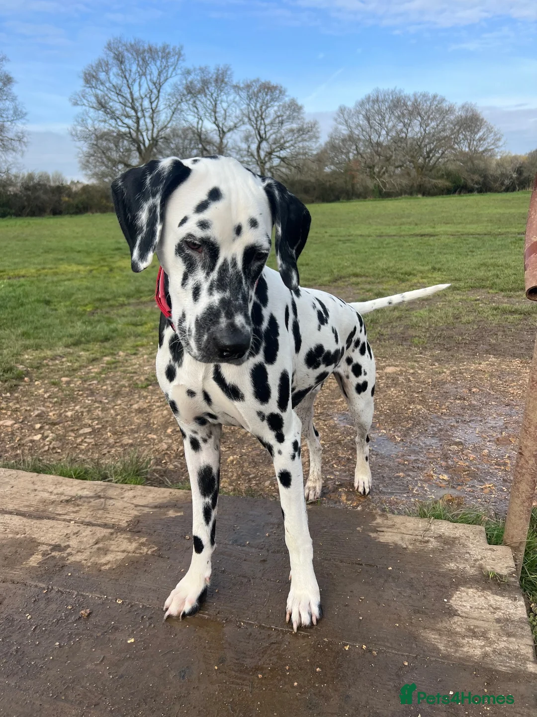 Dalmatian dogs for sale: Boss 4yr old dalmation in Waterlooville - Advert 18