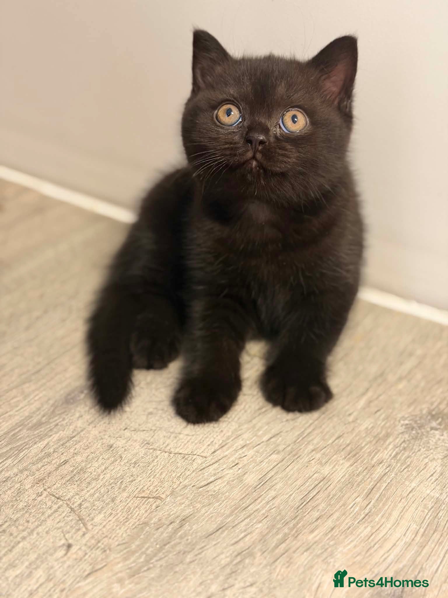 British Shorthair cats 🏆 GCCF Chocolate BSH | Champion Lines - Advert 5