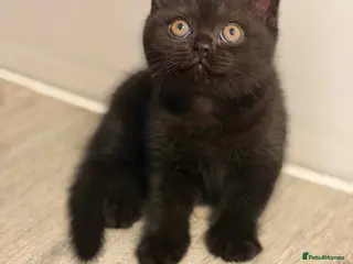 British Shorthair cats 🏆 GCCF Chocolate BSH | Champion Lines - Advert 5
