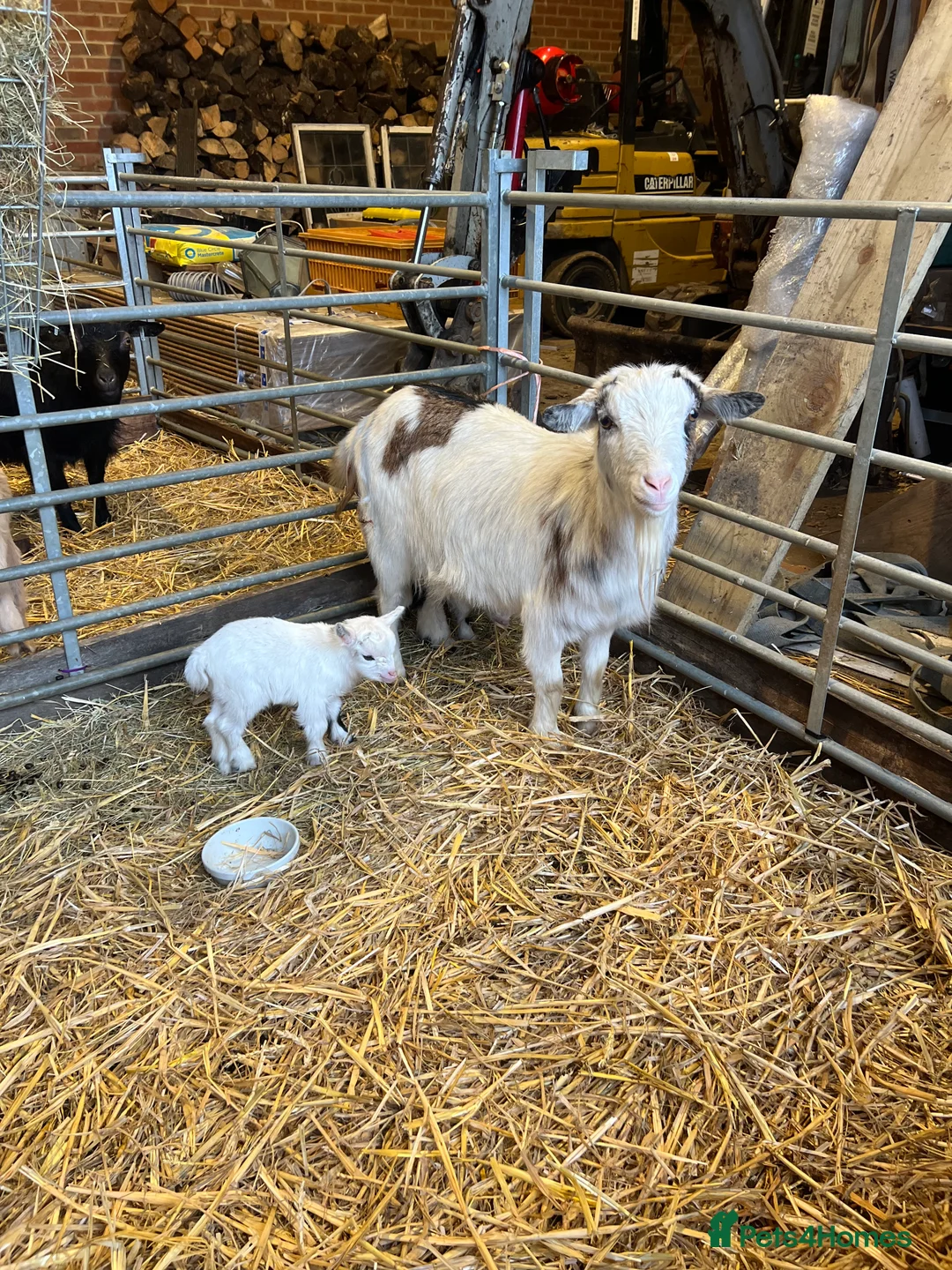 Goats livestock for sale: Pigmy girl twins for sale  - Advert 2