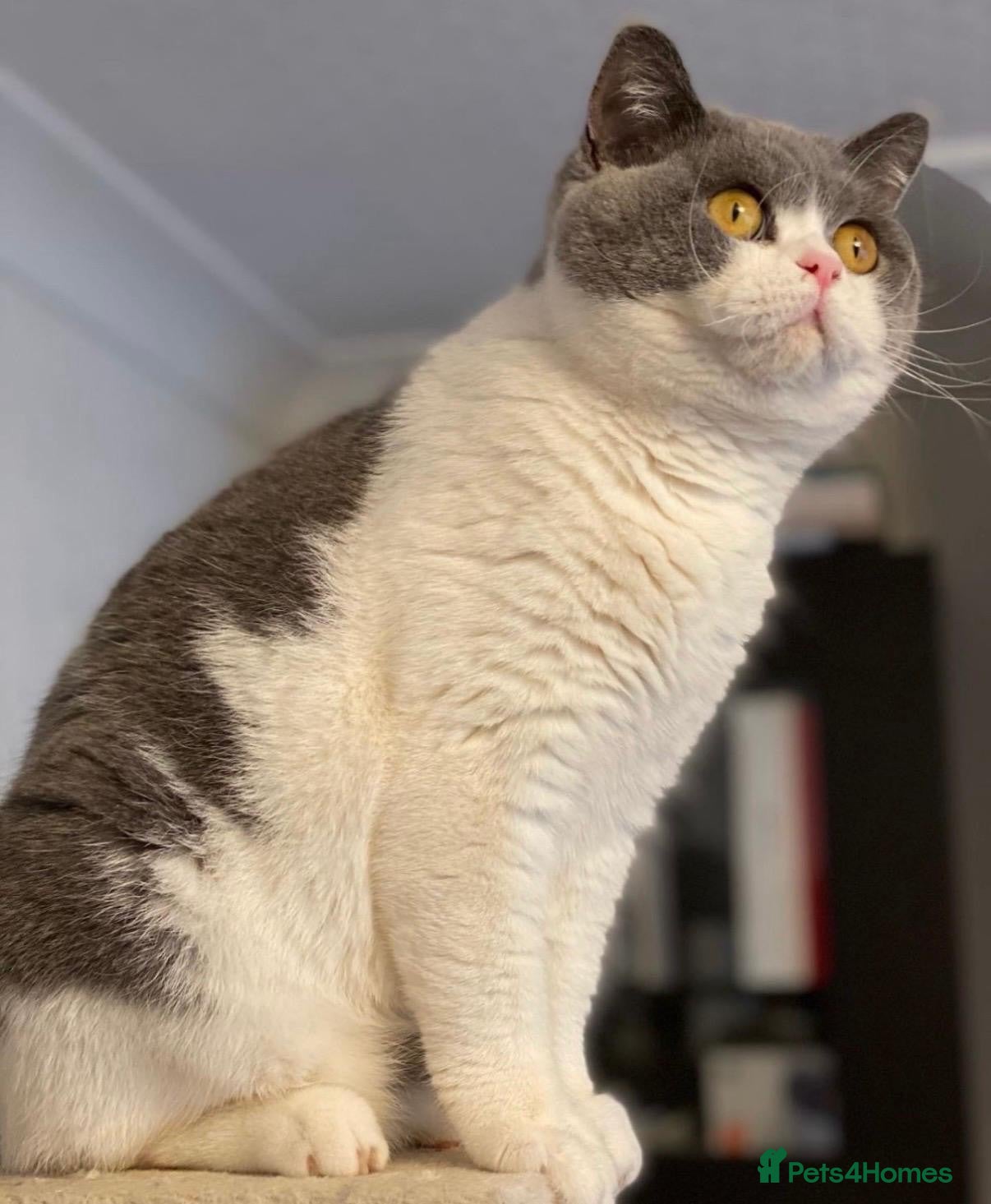 British Shorthair cats Beautiful bi coloured British shorthair cat  - Advert 1