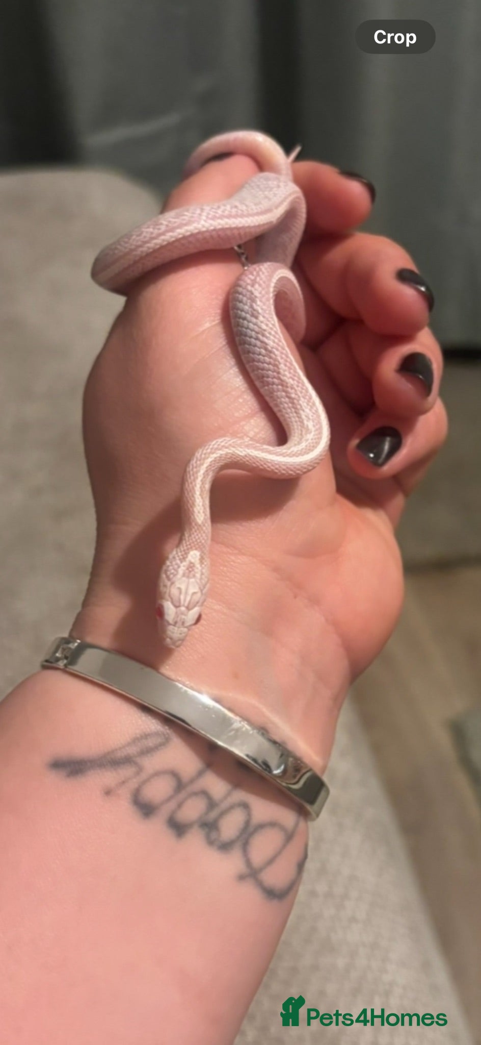 Corn Snake reptiles Male avalanche Tessera corn snake  - Advert 4