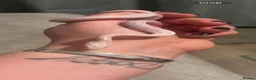 Corn Snake reptiles for sale: Male avalanche Tessera corn snake  in Milton Keynes - Advert 1