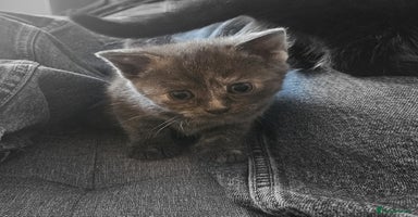 British Shorthair cats - Advert 15