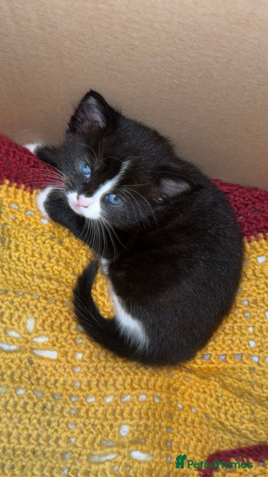 Mixed Breed cats for sale: 4 Beautiful TUXEDO Kittens Available <3 - Advert 25