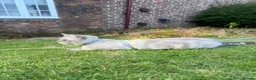 British Shorthair cats for stud: Meet Amani British Shorthair For Stud  - Advert 5