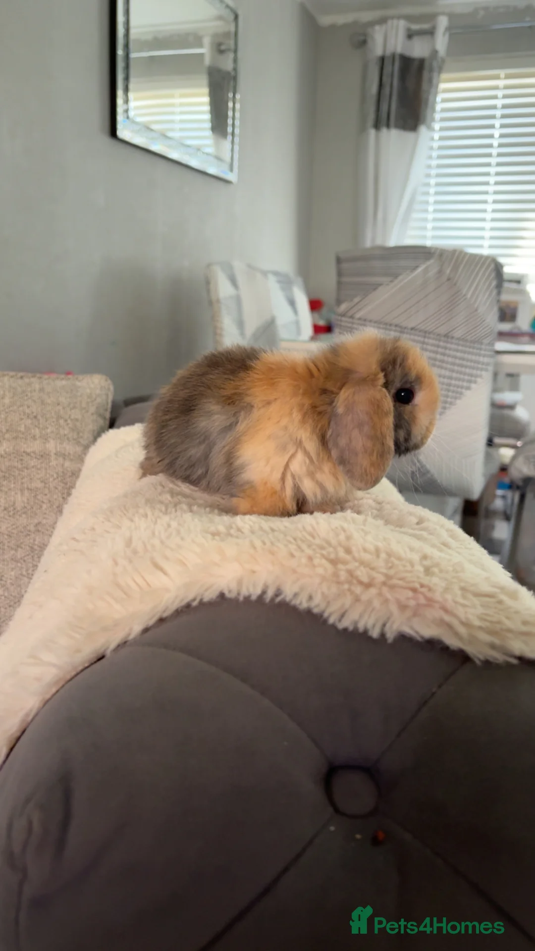 Mini Lop rabbits for sale: Mini lop boy ready to reserve 🥰 - Advert 7