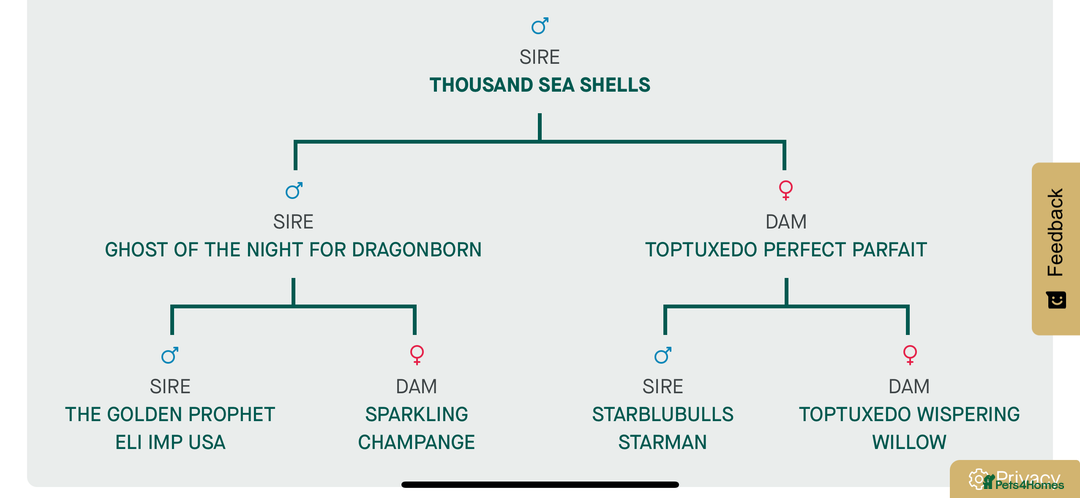 French Bulldog dogs for sale: French Bulldog Puppies - Advert 25