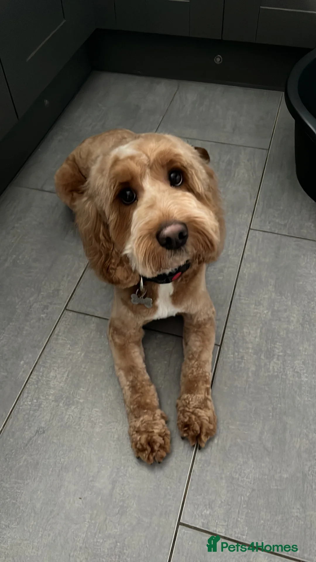 Cockapoo dogs for stud: Saxon - available for stud! - Advert 2