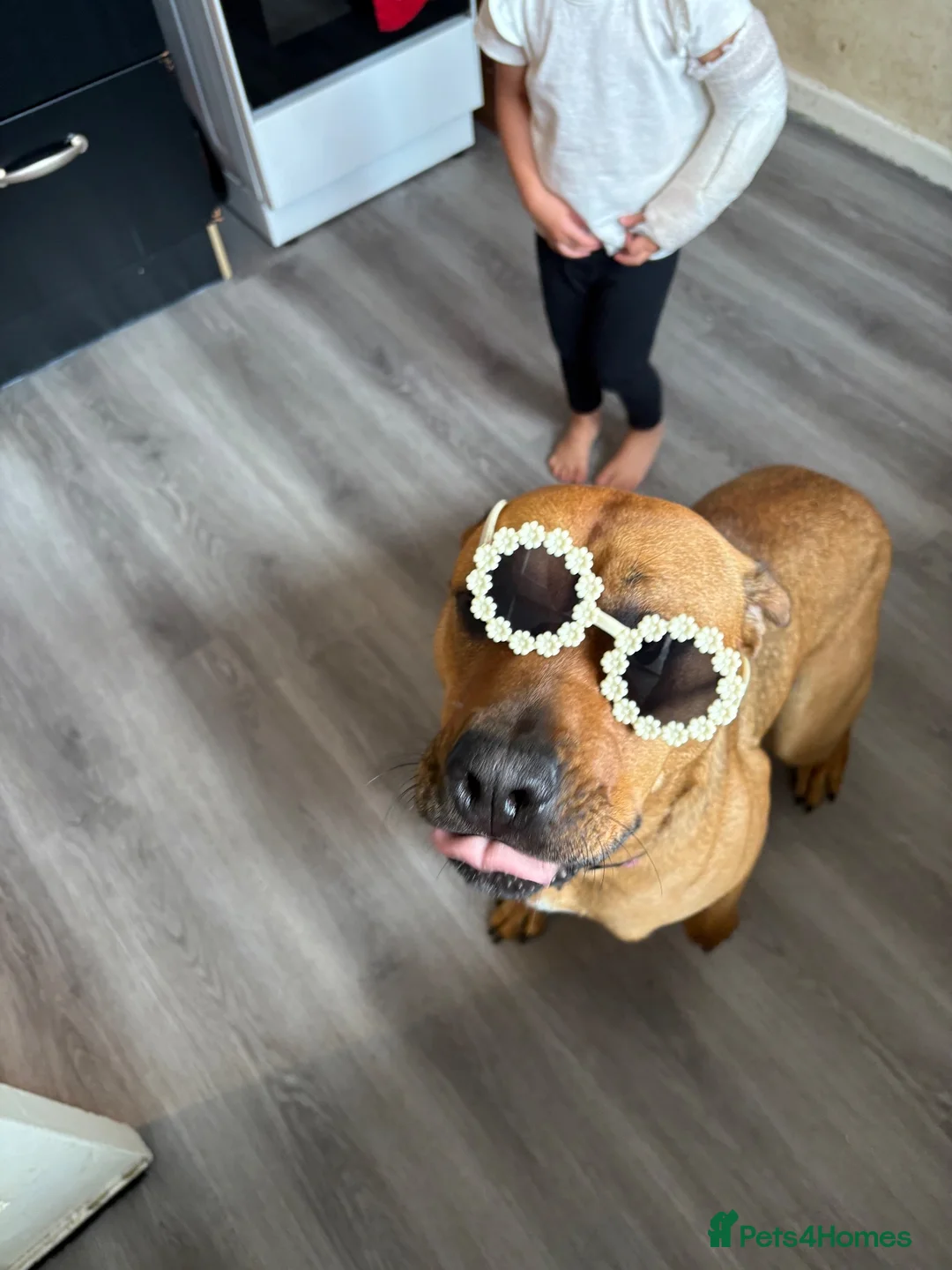Mixed Breed dogs for sale: Rottie/mastiff in Walsall - Advert 2