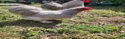 Chickens poultry for sale: Lavender Pekin chicks for sale in Whitstable - Advert 5