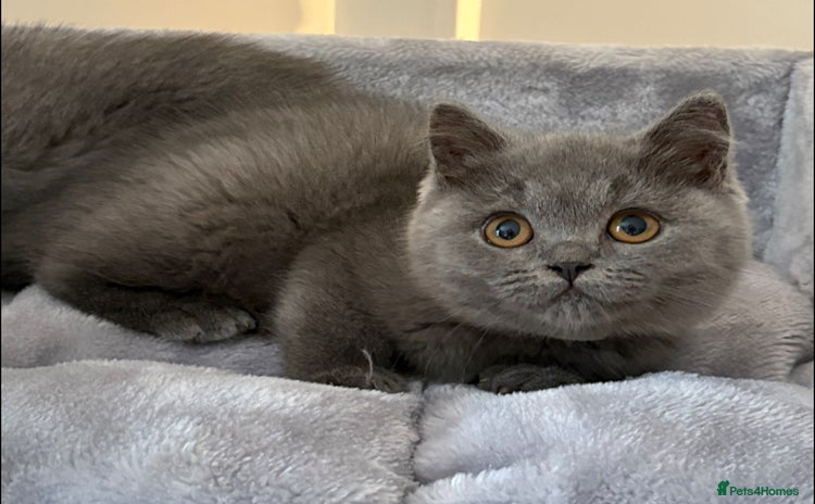 British Shorthair cats - Advert 16