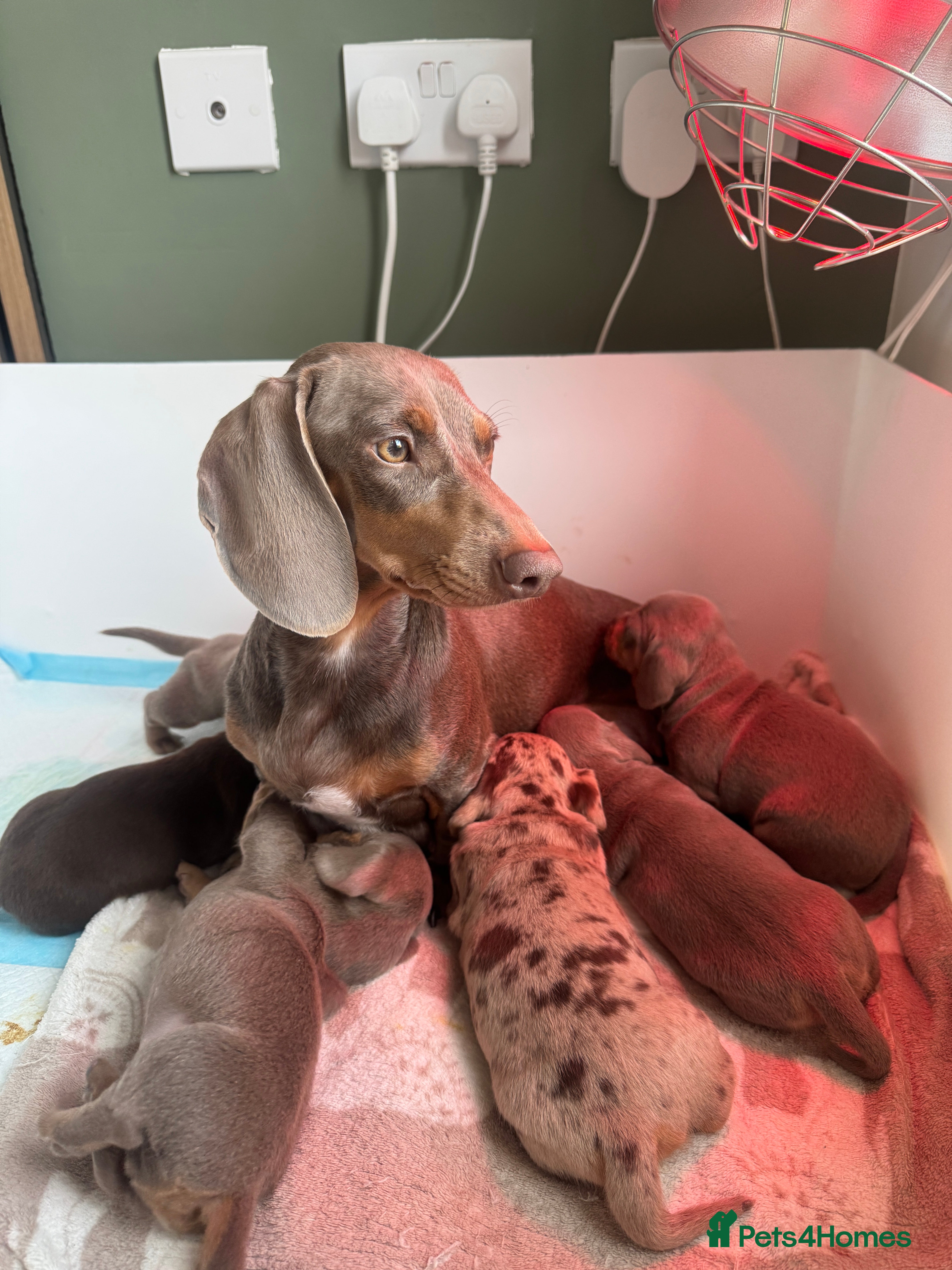 Miniature Dachshund dogs Beautiful Isabella and Tan Miniature Dachshunds  - Advert 1