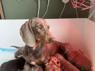 Miniature Dachshund dogs Beautiful Isabella and Tan Miniature Dachshunds - Advert 1