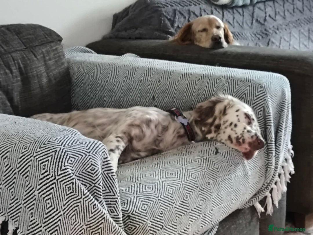 English Setter dogs for adoption: Sula. English setter - Advert 4