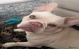 French Bulldog dogs for stud: Healthy platinum boy for Stud - Image 11