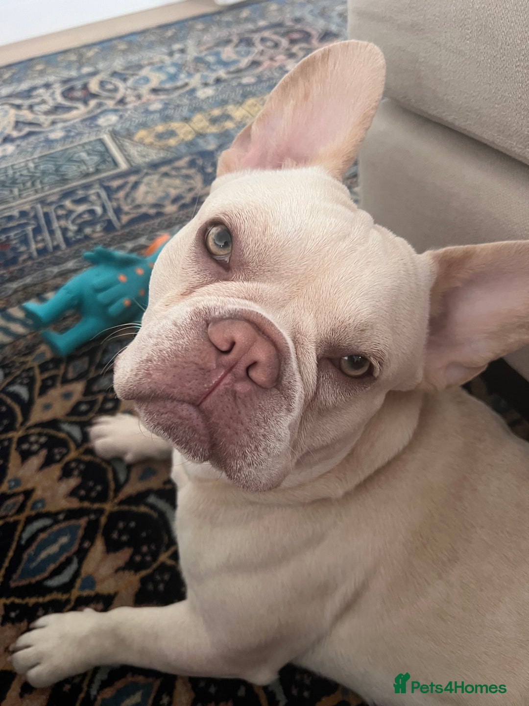 French Bulldog dogs for stud: Healthy platinum boy for Stud - Image 11
