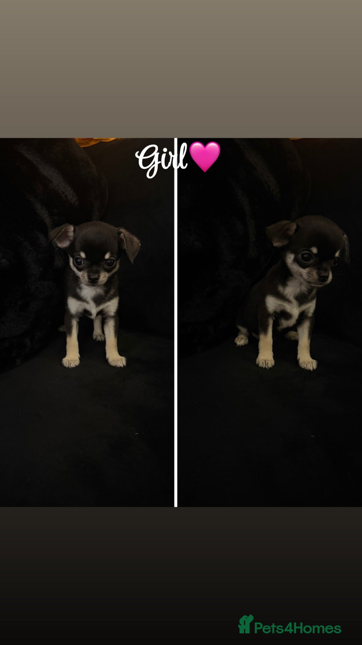 Chihuahua dogs Lovely chihuahua puppies❤️ - Advert 1