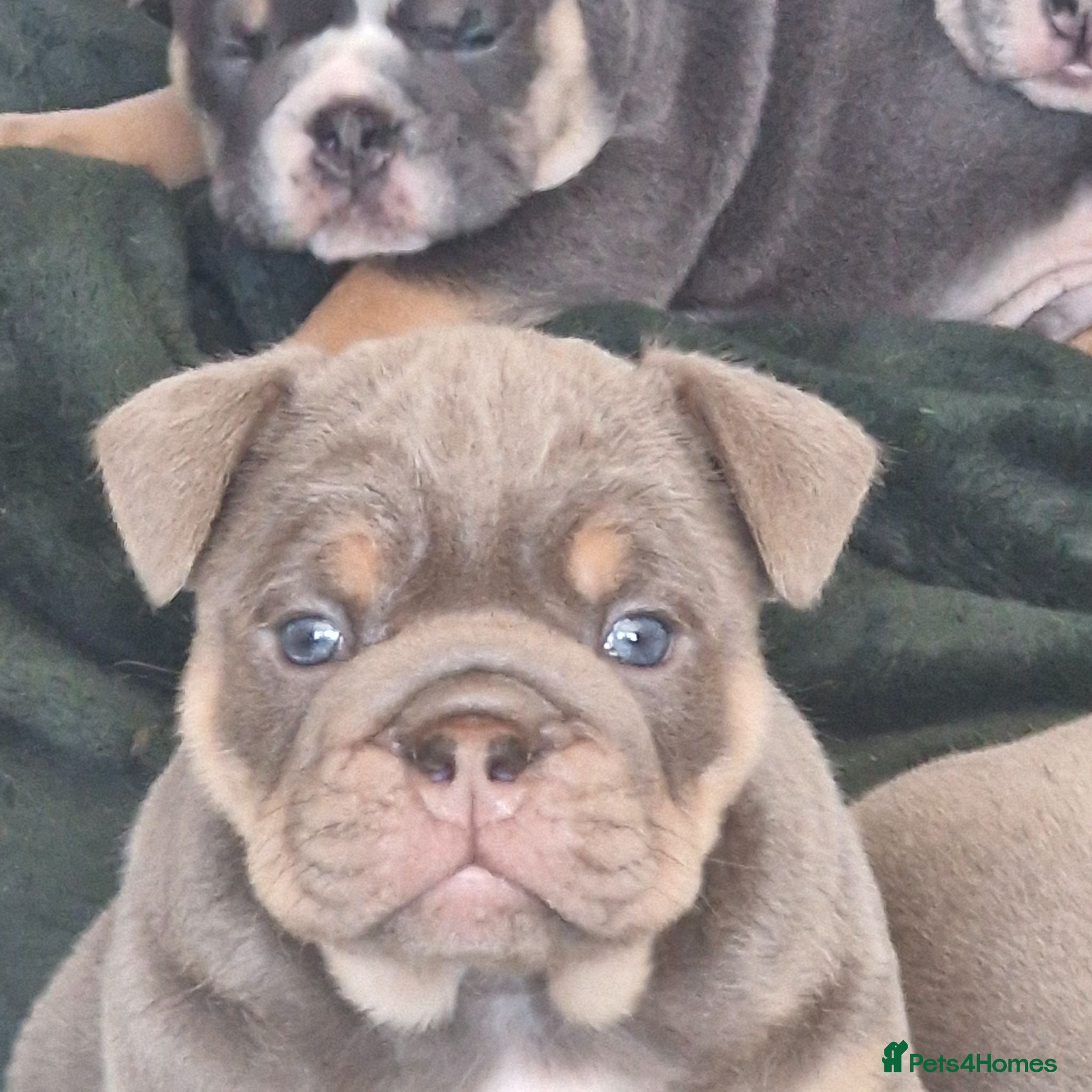 English Bulldog dogs KC REGISTERED BLUE TRI ENGLISH BULLDOGS FOR SALE - Advert 1